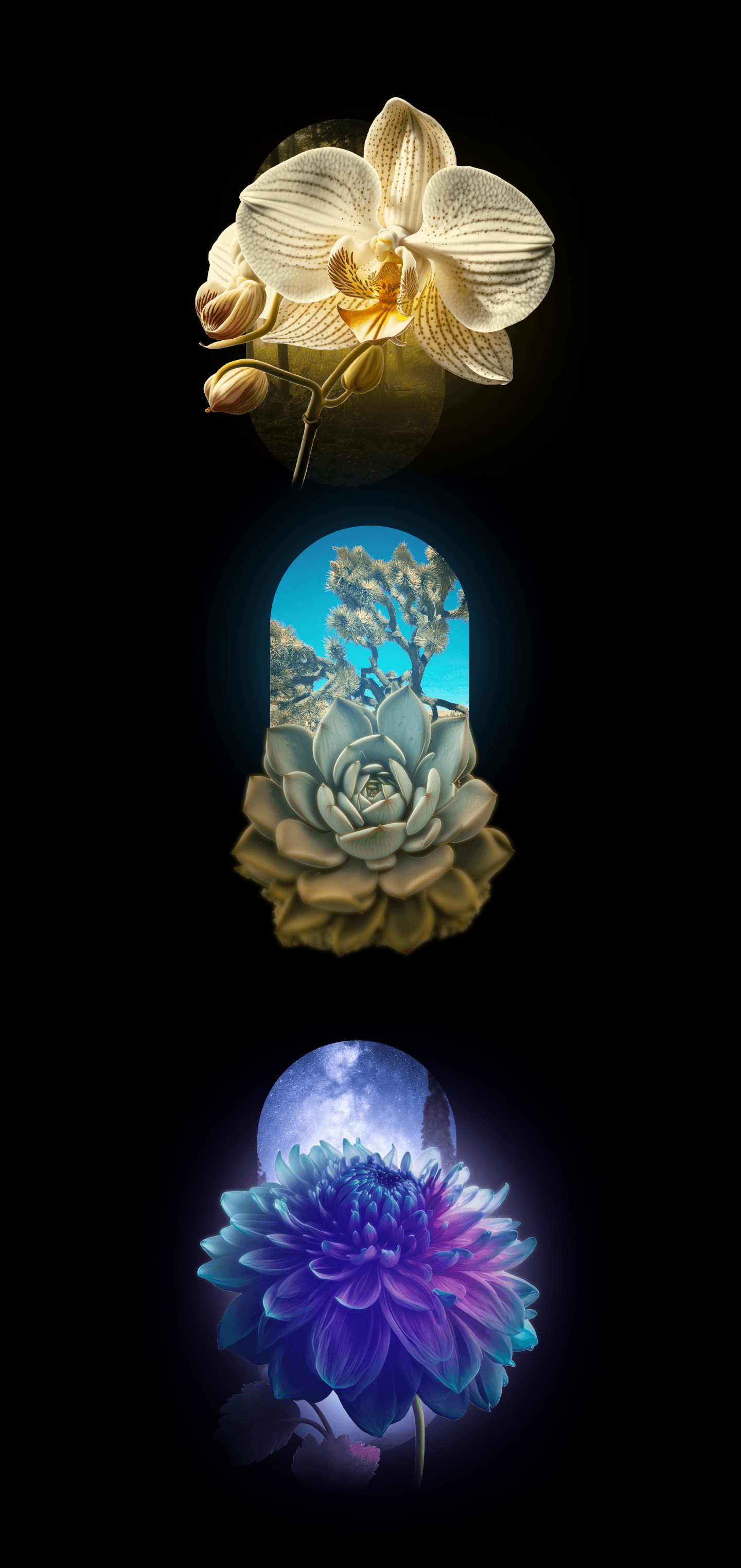 Floral visual exploration with an organic composition and soft aesthetic treatment.